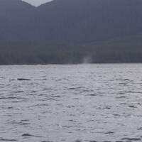 Stukje walvis