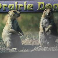 Prairie Dogs 
