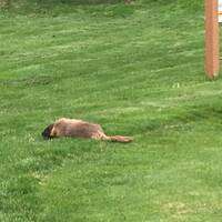 Marmot op de golfbaan van Twin Lakes
