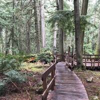 Giant Cedars Boardtrail