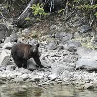 Zwarte beer (River Safari)