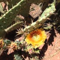 Bloeiende cactus