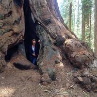 Holle Sequoia