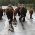 Mede weggebruikers in Yellowstone