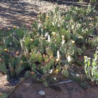 Cactussen @ Grand Canyon 