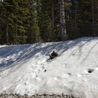 Ook nog voldoende sneeuw in Yellowstone 