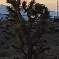 Woestijnplant op campground 