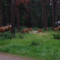 Elks op Whistlers Campground in Jasper
