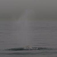 Spuitende walvis