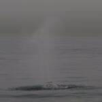 Spuitende walvis