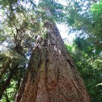Cathedral Grove - Big Tree