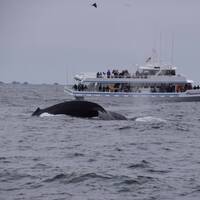Whalewatchen Monterey