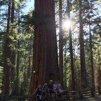 Sequoia in Tuolumne Grove