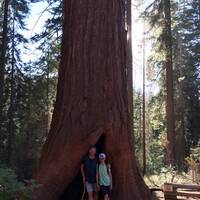 Sequoia in Tuolumne Grove