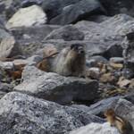 Big Marmot and little Chippie