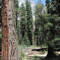 Sequoiabos Tuolumne