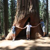 Gigant sequoia