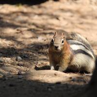 Squirrel tijdens Johnston Canyon hike