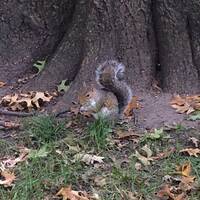 Eenkhoorntjes overal in het park