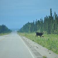 Moose op de weg