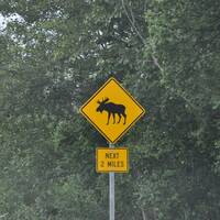 Moose on road