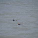 Sea otters Seward