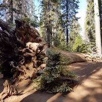 Omgevallen Sequoia Tuolumne Grove