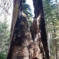 Sequoia tunnel Tuolumne Grove