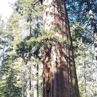 Sequoia Tuolumne Grove