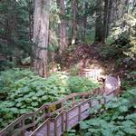 Giant Cedars  Boardwalk trail