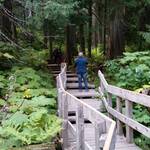 Giant Cedars Boardwalk trail