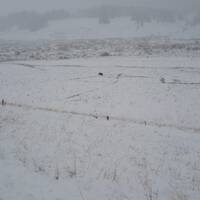 Een zware beer in de sneeuw op Grand Teton!!!!!!