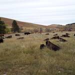 Bizons (buffalo's) na round-up in het Custer State Park