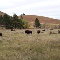 Bizons in het Custer State Park
