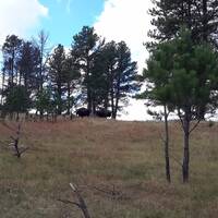 Bizons terug in het Custer State Park