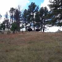 Bizons terug in het Custer State Park