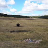 Eenzame bizon in het Custer State Park