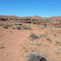 Wilde muilezeltjes in Monument Valley