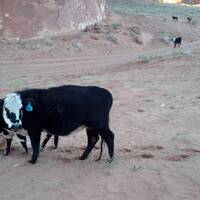 Loslopend vee van de Navajo-indianen in de Valley