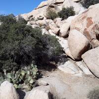 Cactussen langs de trail naar de Barker Dam in Joshua Tree.