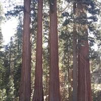 De eerste sequoia's in het Kings Canyon N.P. bij de General Grant Tree.
