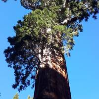 De kruin van een sequoia in het Kings Canyon N.P.