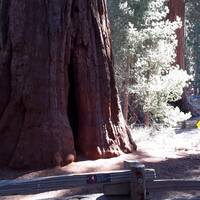 Zo maar een sequoia bij het Giant Forest Museum in het Sequoia N.P.