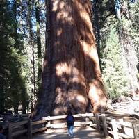 De General Sherman Tree in het Sequoia N.P.