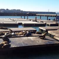 De seals op Pier 39