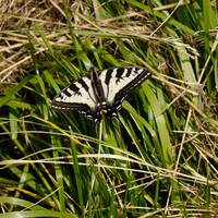 Swallowtail vlinder