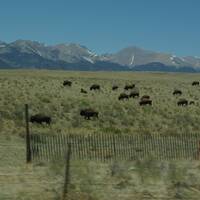 kudde buffels