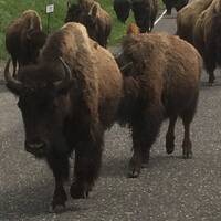 Kudde bizons loopt langs onze RV.