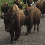 Kudde bizons loopt langs onze RV.
