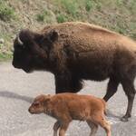 Moeder bizon met haar kalf.
